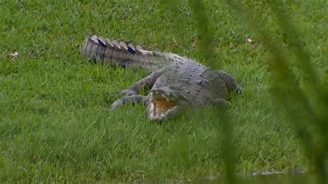 Crocodile sighting prompts hours-long closure of Joe DiMaggio Park in Hollywood